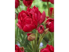Tulipa Estatic 67,8�. �� 5��.jpg