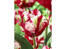 Tulipa Estella Rijveld 129,1�. �� 10��.jpg