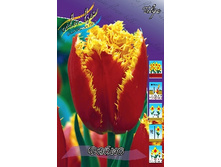 Tulipa Fabio 88,2�. �� 10��.jpg