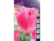 Tulipa Fancy Frills 108,7�. �� 10��.jpg