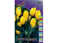 Tulipa Fats Domino 88,2�. �� 10��..jpg