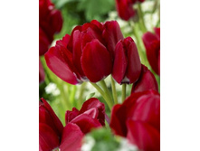 Tulipa Fiery Club 164,9�. �� 10��.jpg