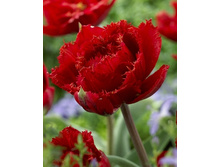Tulipa Fiery Dream 144,4�. �� 10��.jpg