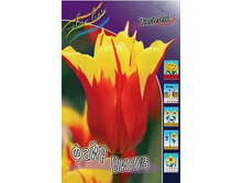 Tulipa Fire Wings 164,9�. �� 10��.jpg