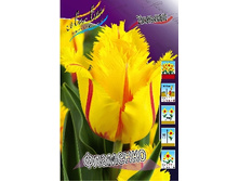 Tulipa Flamenco 118,9�. �� 10��.jpg