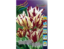 Tulipa Flaming Club 190,4�. �� 10��.jpg
