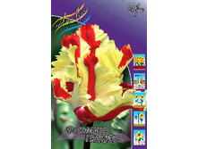 Tulipa Flaming Parrot 144,4�. �� 10��.jpg