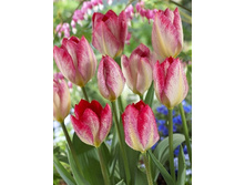 Tulipa Flaming Purissima 83,1�. �� 10��.jpg