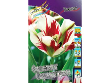 Tulipa Flaming Springgreen 190,4�. �� 10��.jpg