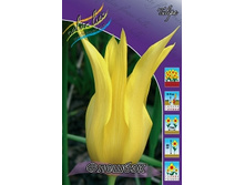 Tulipa Flashback 118,9�. �� 10��.jpg