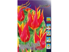 Tulipa Fly Away 100,5�. �� 10��.jpg