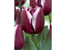 Tulipa Fontainebleau 103,6�. �� 10��.jpg