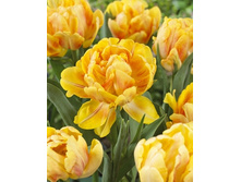 Tulipa Foxy Foxtrot 159,8�. �� 10��.jpg