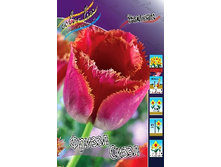 Tulipa Frezzle Sizzle 139,3�. �� 10��.jpg