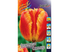 Tulipa Fringed Solstice 83,1�. �� 10��.jpg