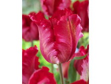 Tulipa Garden Fire 159,8�. �� 10��.jpg