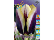 Tulipa Gavota 78�. �� 10��.jpg
