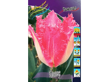 Tulipa Glow 200,6�. �� 10��.jpg