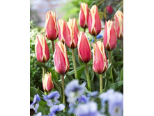Tulipa Gluck 83,1�. �� 10��.jpg