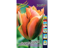 Tulipa Golden Artist 108,7�. �� 10��.jpg
