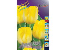 Tulipa Golden Cheers 118,9�. �� 10��.jpg