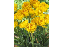 Tulipa Golden Gate 246,6�. �� 10��.jpg