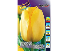 Tulipa Golden Parade 78�. �� 10��.jpg