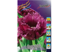 Tulipa Gorilla 129,1�. �� 10��.jpg
