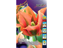 Tulipa Green River 108,7�. �� 10��.jpg