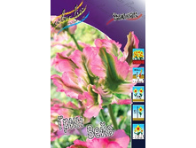Tulipa Green Wave 159,8�. �� 10��.jpg