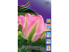 Tulipa Groenland 93,3�. �� 10��.jpg