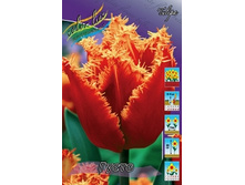 Tulipa Gusto 113,8�. �� 10��.jpg