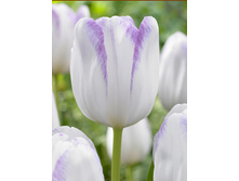 Tulipa Gwen 83,1�. �� 10��.jpg