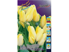 Tulipa Hans Dietrich Genscher 98,5�. �� 10��.jpg