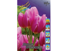 Tulipa Happy Family 88,2�. �� 10��..jpg