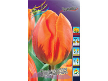 Tulipa Hermitage 88,2�. �� 10��.jpg