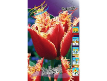 Tulipa Highway 118,9�. �� 10��.jpg