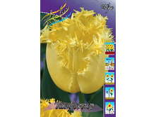 Tulipa Hillstar 118,9�. �� 10��.jpg