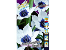 Tulipa humilis Alba Coerulea Oculata 471,4�. �� 10��.jpg