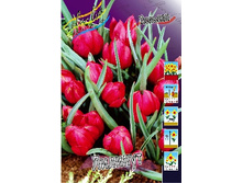 Tulipa humilis Lilliput 72,9�. �� 10��.jpg