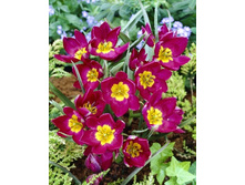 Tulipa humilis Odalisque 62,7�. �� 10��.jpg