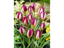 Tulipa humilis Persian Pearl 62,7�. �� 10��.jpg