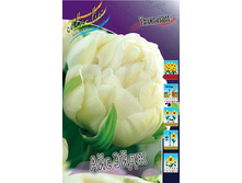 Tulipa Ice Age 139,3�. �� 10��.jpg