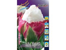 Tulipa Ice Cream 405�. �� 5��..jpg