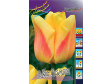 Tulipa Ice Lolly 118,9�. �� 10��.jpg