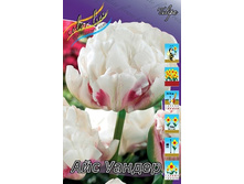 Tulipa Ice Wonder 210,8�. �� 10��.jpg