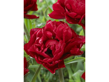 Tulipa Impact 164,9�. �� 10��.jpg