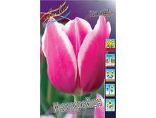 Tulipa Inspiration 93,3�. �� 10��.jpg