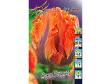 Tulipa Irene Parrot 149,5�. �� 10��.jpg