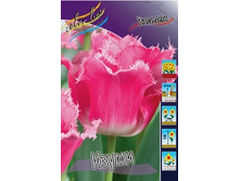 Tulipa Izumi 108,7�. �� 10��.jpg